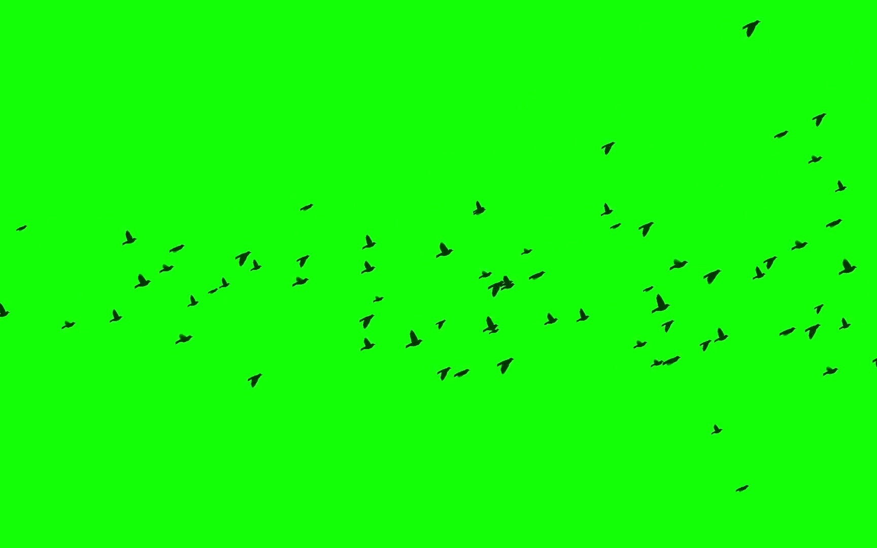 群鸟绿幕抠像素材