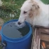 论狗喝水优雅与豪放