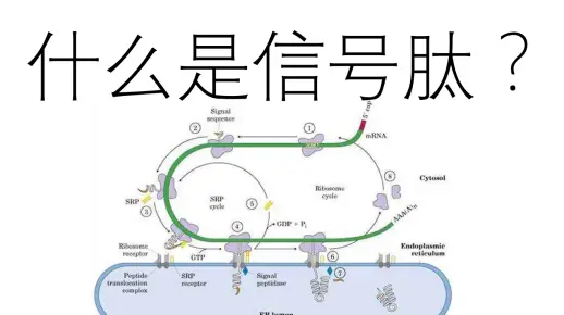 什么是信号肽？