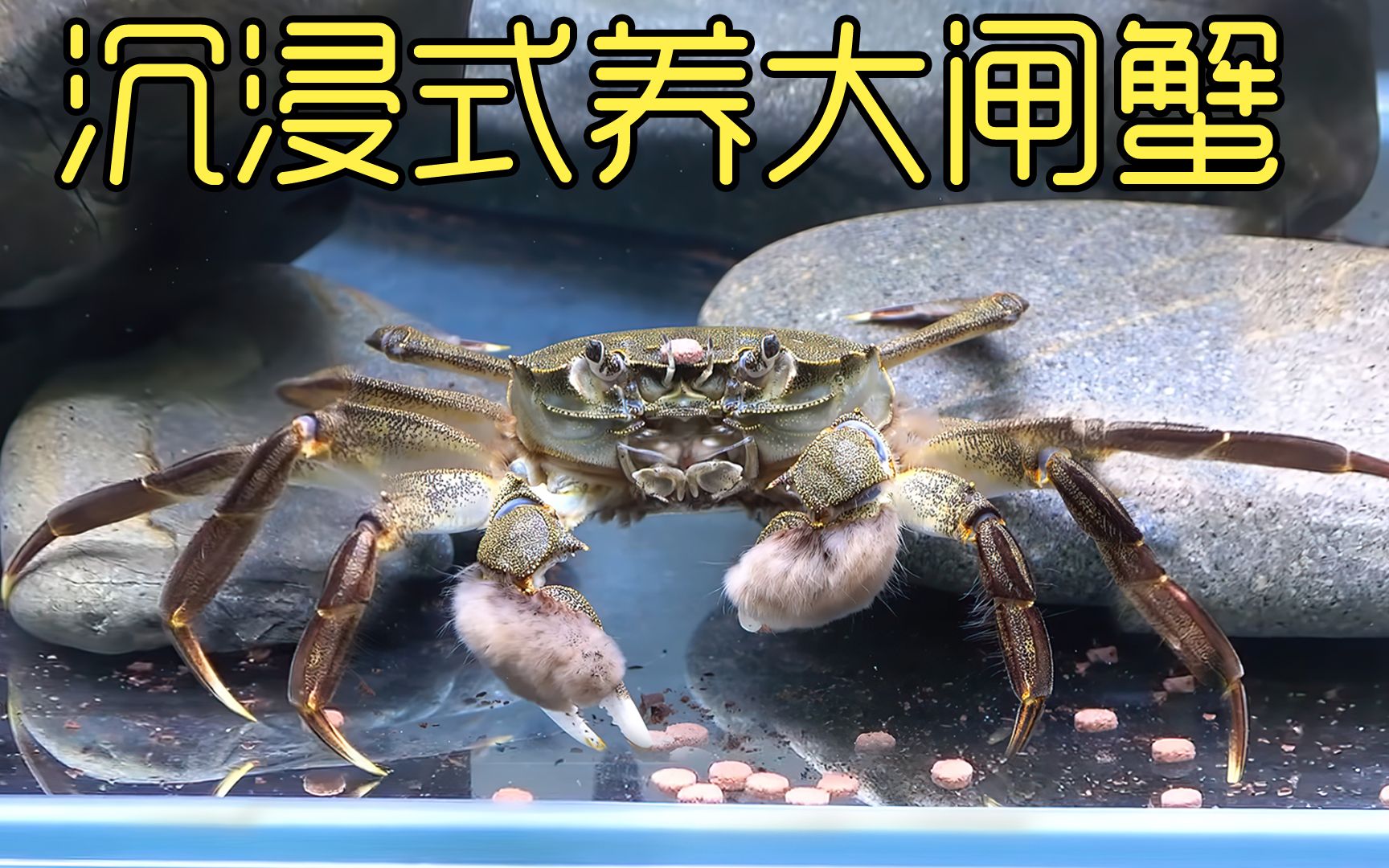 养超市里买的大闸蟹 历经一年的养殖过程 最后它们怎么样了呢