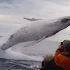 鲸鱼到底有多大，10个与鲸鱼擦肩而过的画面，每一个都惊险刺激！