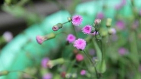 e9cf7d9af22a3f7f22af31cc3c649d42f678dbc1.jpg@280w_158h_1c_100q.jpg