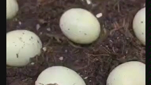 蜗牛的视频全过程 e9da8faec5577b4fd190a0dcdf073a1069c1a075.jpg@310w_174h_1c_100q.jpg