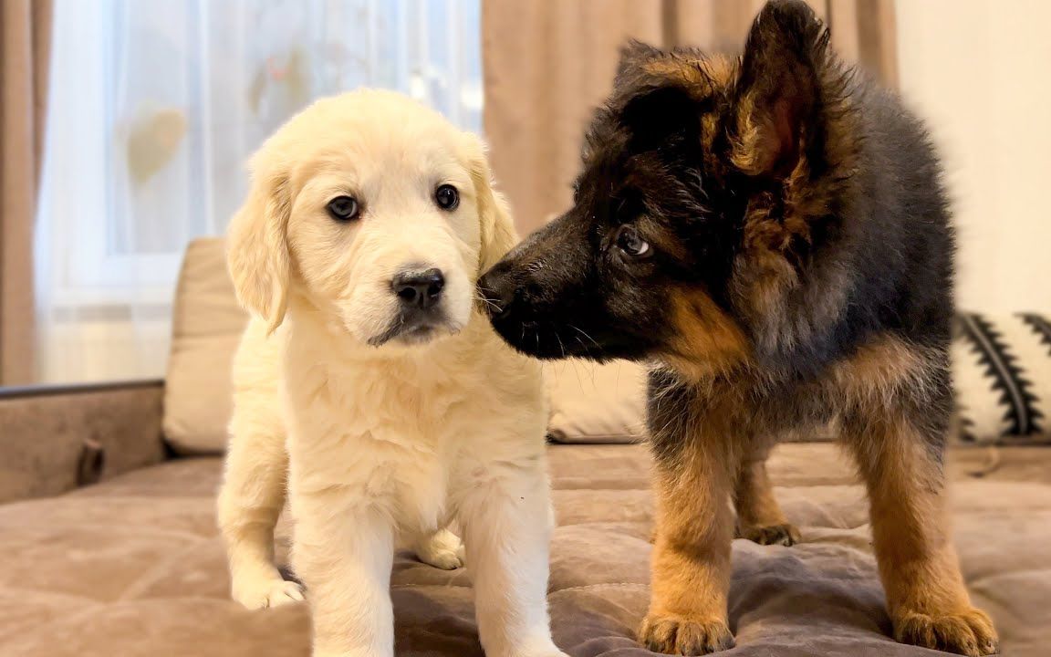 小德牧第一次见金毛幼犬，成为好朋友的开始