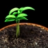 番茄发芽生长延时视频 Growing Tomato Plant Time Lapse _ Growing Plant