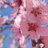 桃花开