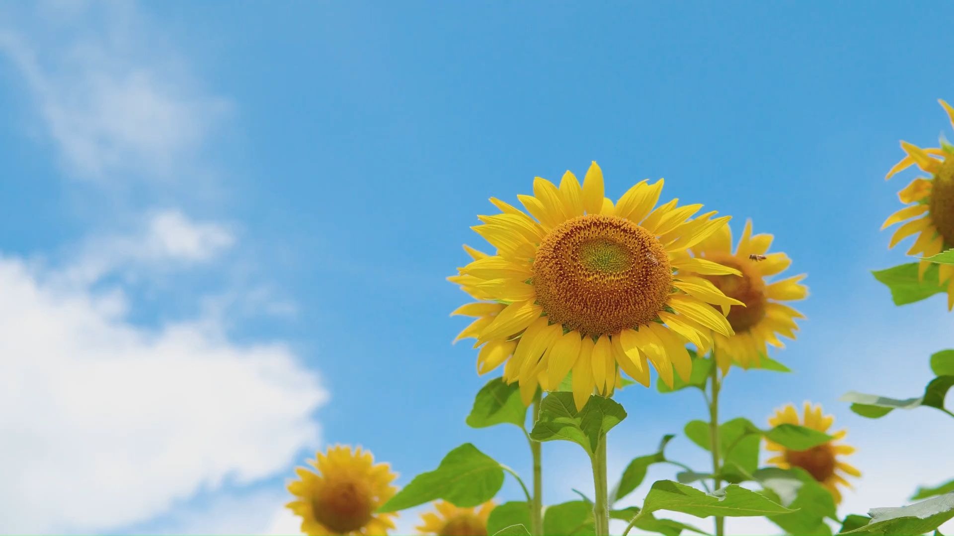 【空镜素材】蓝天白云和向日葵