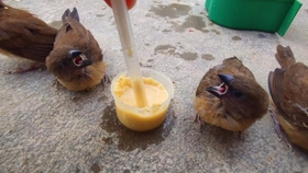 如何给狗狗做一辆小车 ea75a0def12944a0262690799536e2859de49ec4.jpg@280w_158h_1c_100q.jpg