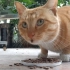 阳台里的流浪猫*怂橘胆小鬼