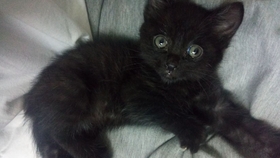 猫的名字取名 ea951e1f1552049c5839b9c8906e6bd4941563e8.jpg@280w_158h_1c_100q.jpg