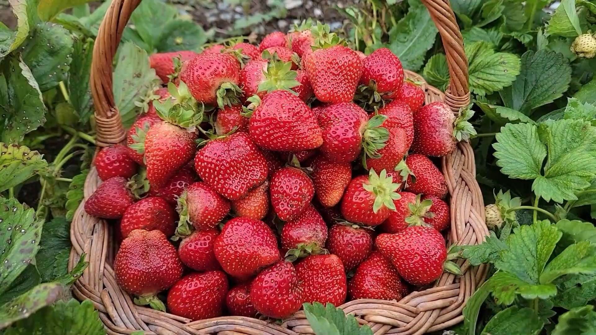 去年种的草莓，今年就实现草莓自由了！