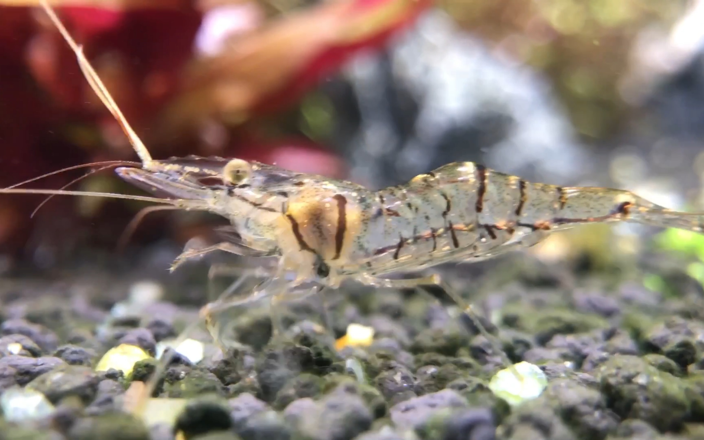 39,今天的主角黑壳虾,在草缸这个微世界里快活的游来游去