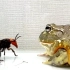 牛蛙VS虎头蜂，不是你死就是我亡！
