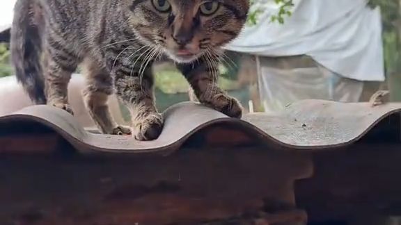 那个那个那个