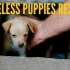 Hope For Paws在房底救助一家无家可归的狗狗