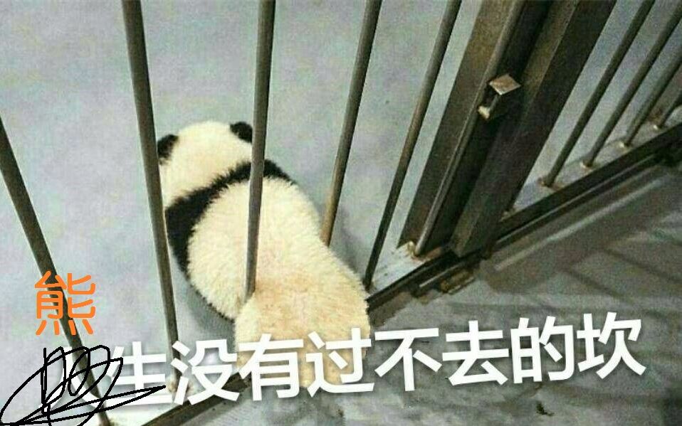 【大熊猫】鹏鹏：好困好困但是还要吃，都怪铲屎的这么早叫熊家起床