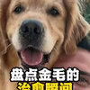 盘点小金毛的治愈瞬间