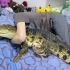 今晚抱着小鳄鱼睡觉！