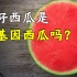 无籽西瓜是转基因西瓜吗？它是怎么来的？