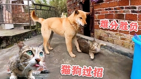 eb159434ab99a3b03cbdf0ab7dfa229d1f7b86d9.jpg@280w_158h_1c_100q.jpg