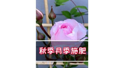 eb1b7e2037217a841eb02b98bb92a0cde640c51b.jpg@480w_270h_1c