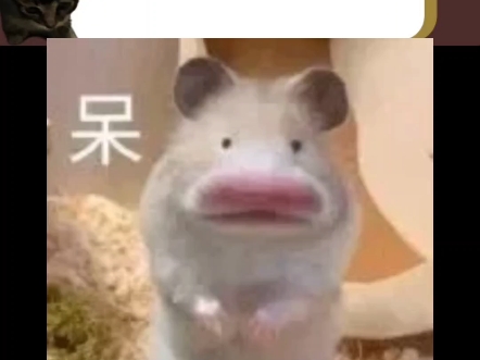 我是地瓜是只猫，是个营销号