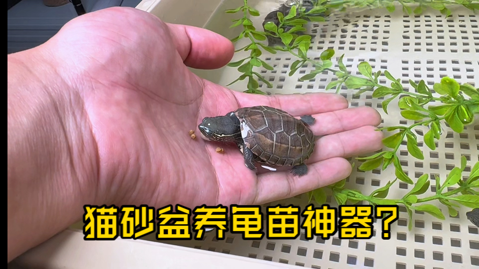 住在猫砂盆里的五只草龟苗，实惠好用的养苗神器，一个个活蹦乱跳