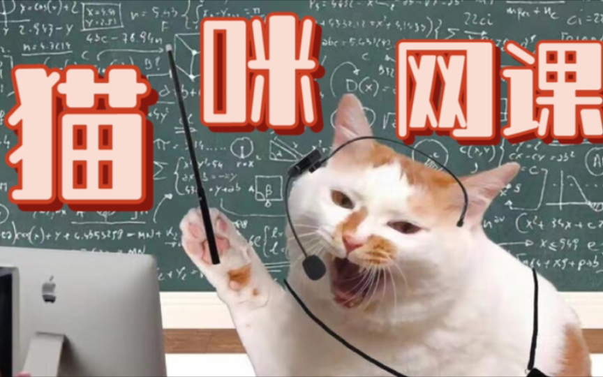 据说聪明的小猫看了会有反应哦！全自动逗猫神器 解放铲屎官双手的养猫好物 给猫看的视频 cat tv