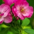 【39种花精频率系列】37. 野蔷薇 (Wild Rose) - 放弃、消极、行动力差、冷漠麻木感
