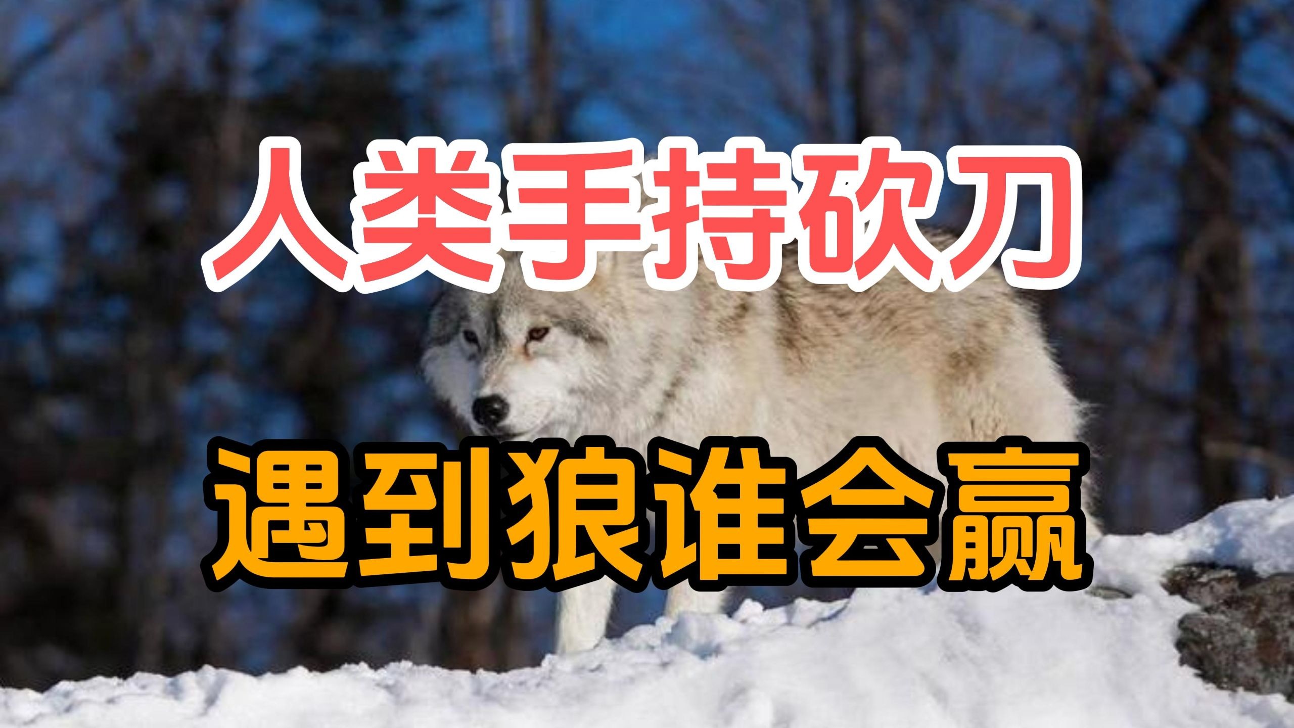 如果在野外遇到一只狼，手持一把1米5的大砍刀，打起来谁会赢？