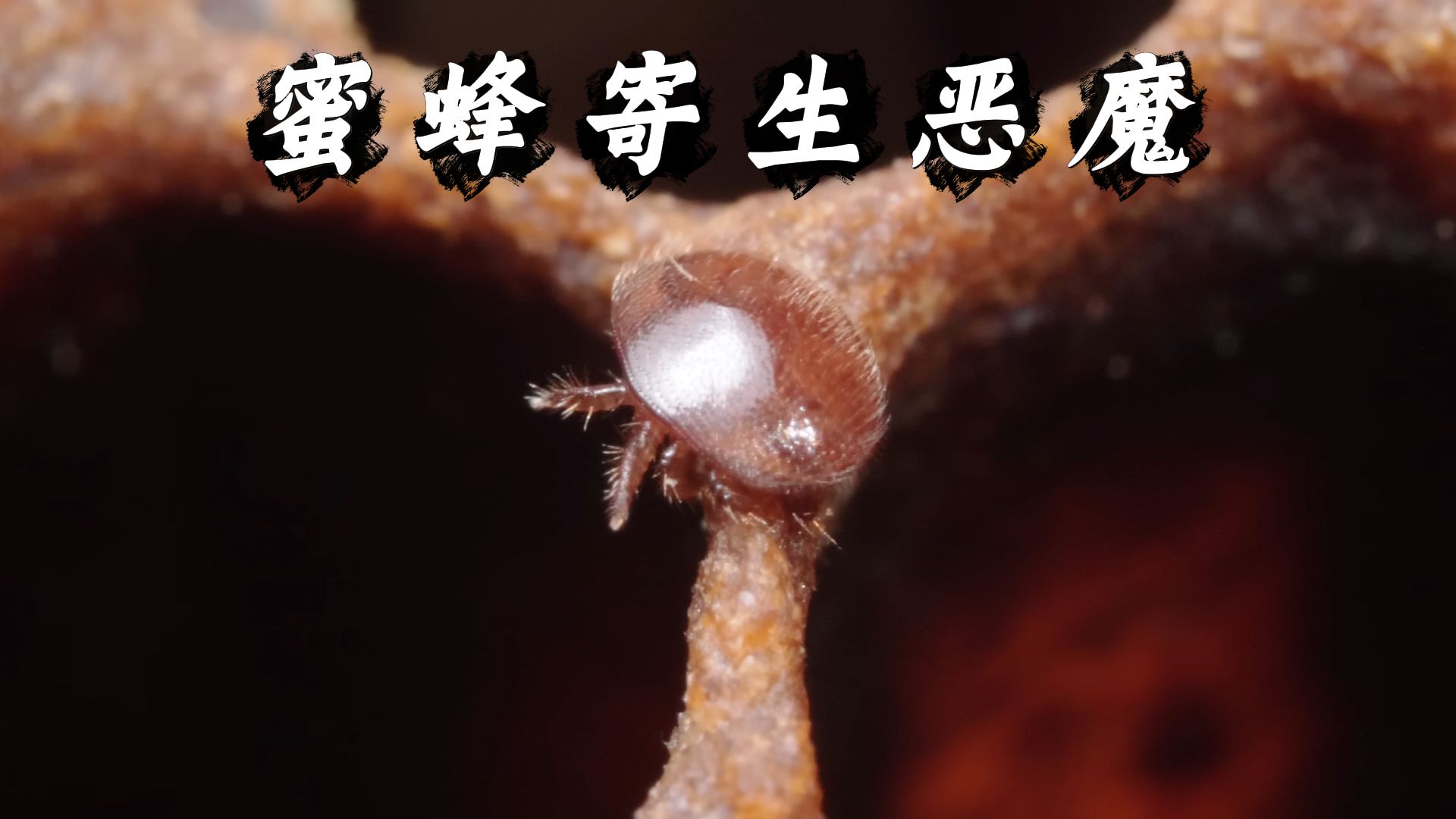 蜜蜂背上的暗红色肉瘤，竟是摧毁蜂群的杀手