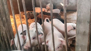 吃饭声音像猪吃食一样视频 eb53e26b7837898b16330fd93853337e66f47e8f.png@310w_174h_1c_100q.jpg