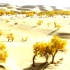 沙漠中那些耐旱的植物，其中的佼佼者竟然是中国的胡杨树