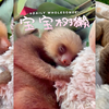 宝宝树獭