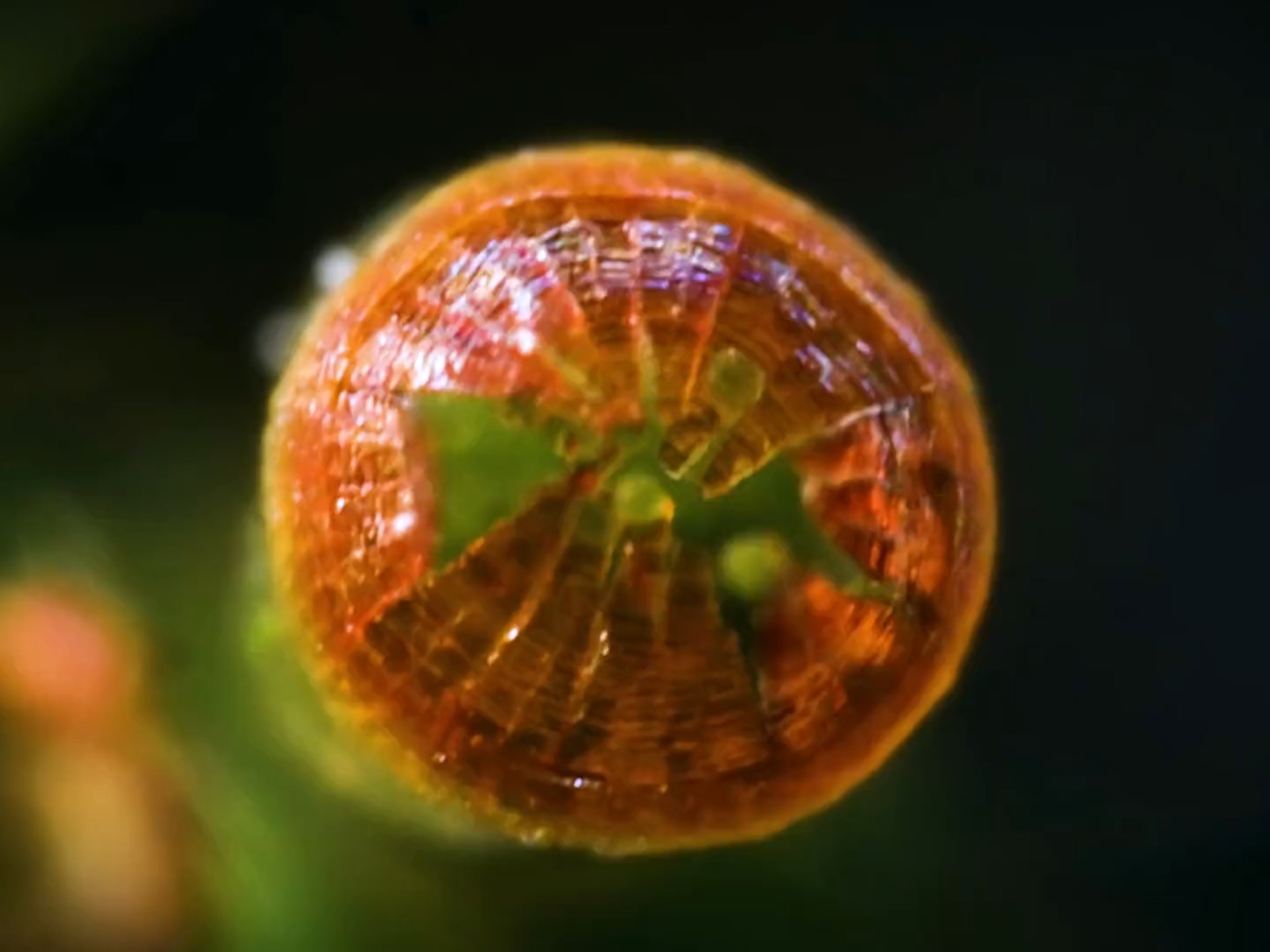 陆地的拓荒者——苔藓植物