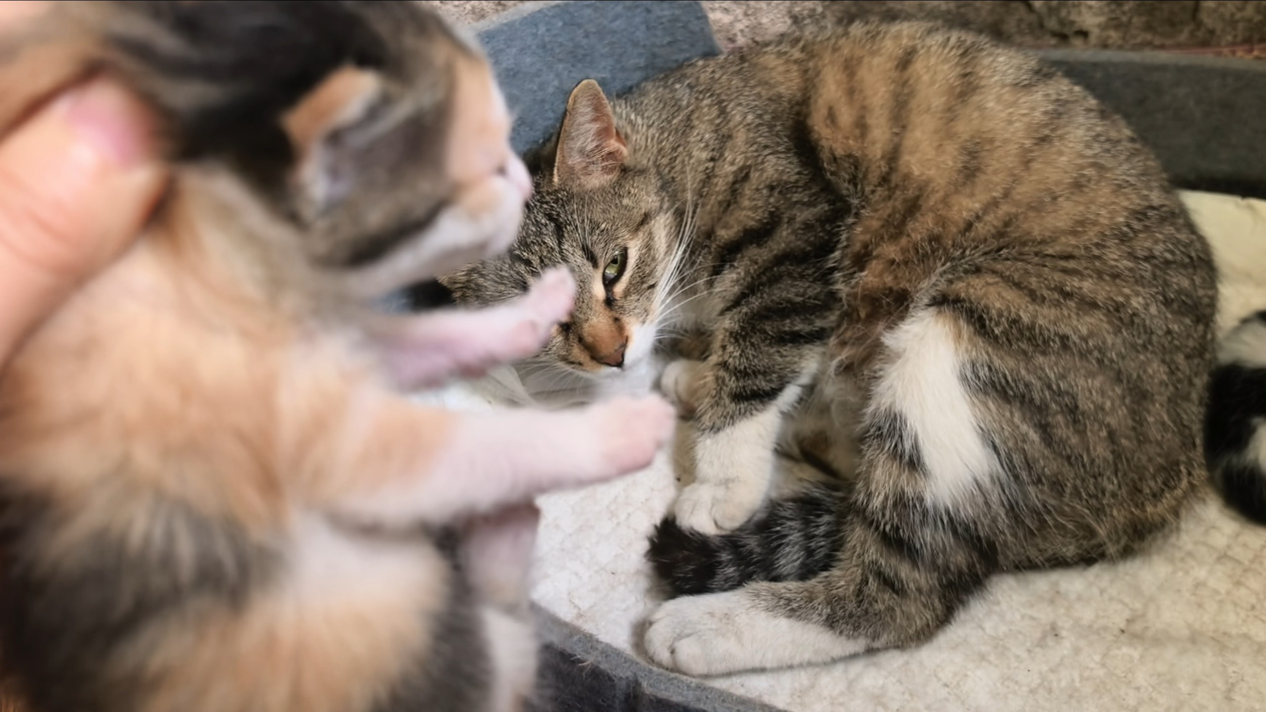 猫:是你生的吗你就抢！