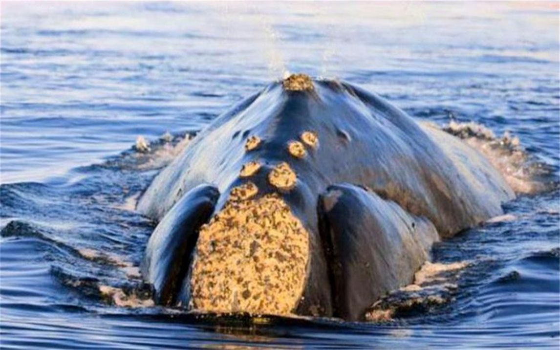 鲸鱼母子向人类求助，当人们看清鲸鱼身体后，忍不住泪目！