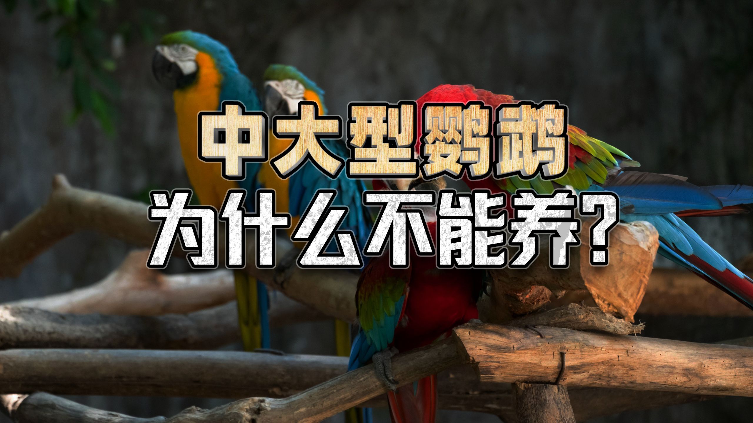 中大型鹦鹉为什么不能做宠物，百分之99的人理解错了！