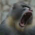世界一级保护动物——山魈 战斗力爆表的大猴子（狮子王举起辛巴的就是它）