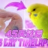 耗时45天，虎皮鹦鹉从鸟蛋到成年的成长全过程