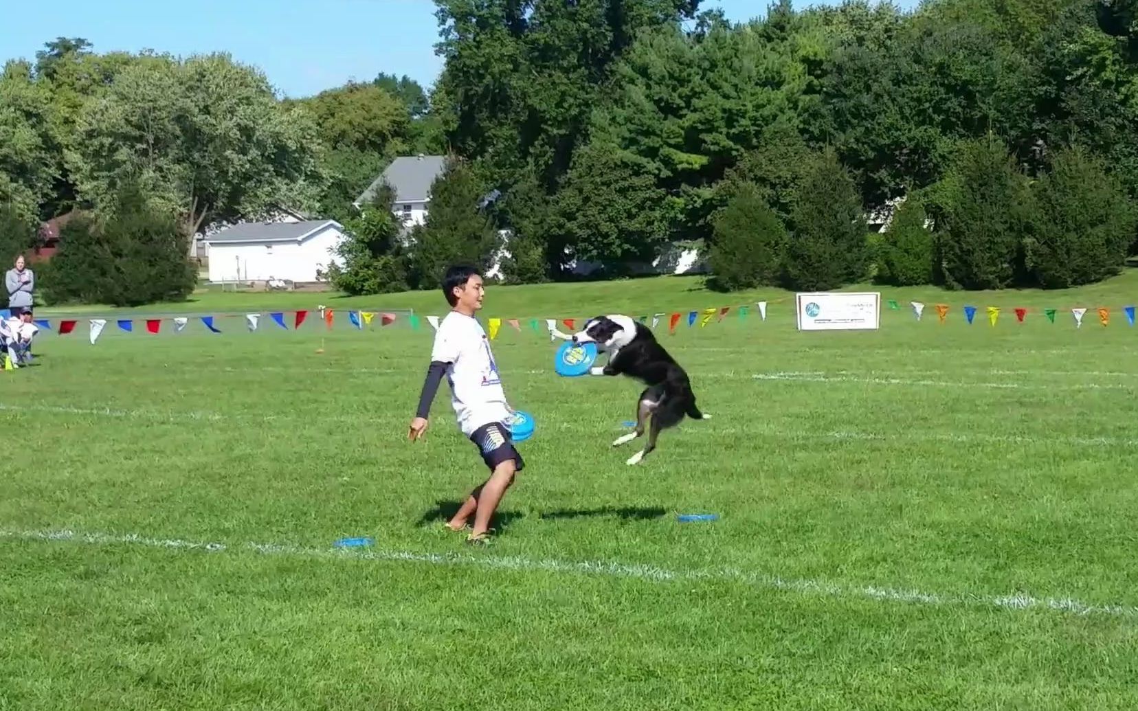边牧秀飞盘，根本难不倒！2016 AWI Finals-Kosuke Hirai & Jake