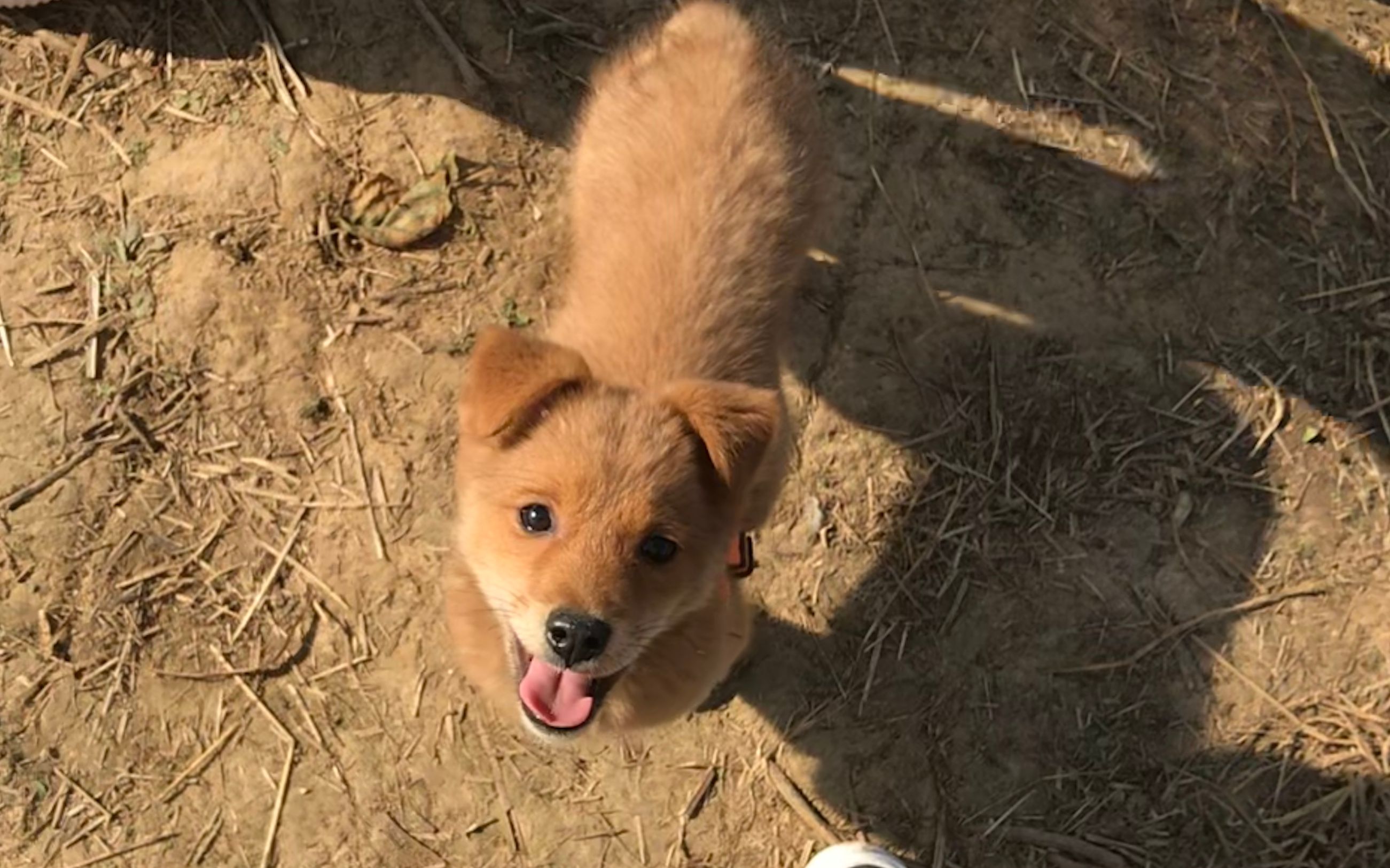 【中华田园犬】狗子会听指令吃饭啦