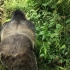 卢旺达银背大猩猩在一条林间小道上绅士地让游客女士先行