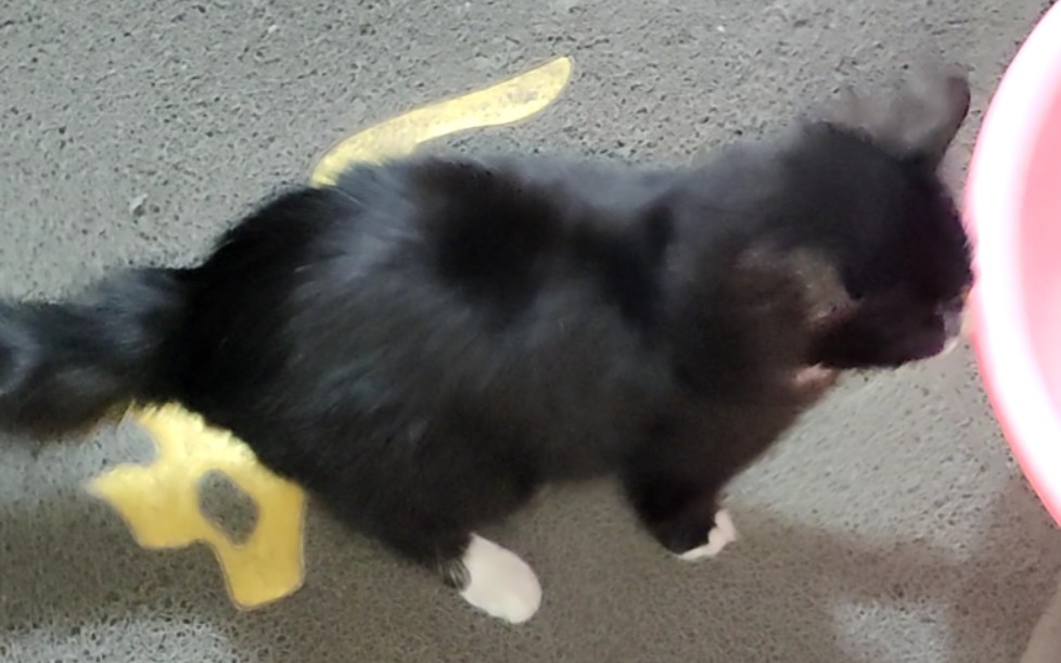 【捡了一只散猫猫】黑毛白脚，就起名阿散吧