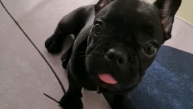 小黑牛简介 ec672d70ffc0c9fd6ae9ec10af53899d45a21c58.jpg@280w_158h_1c_100q.jpg