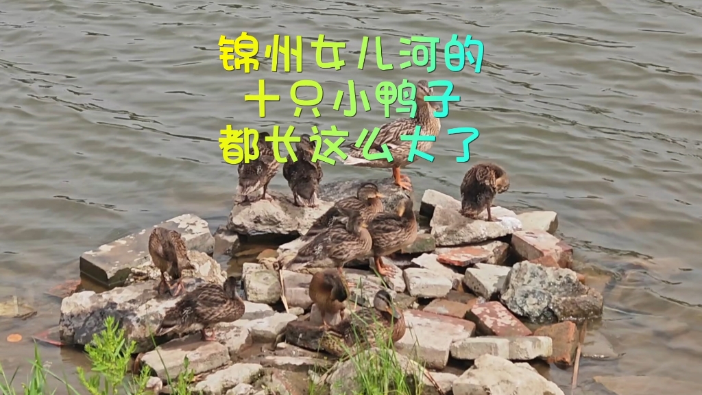 锦州女儿河的十只小鸭子都长这么大了
