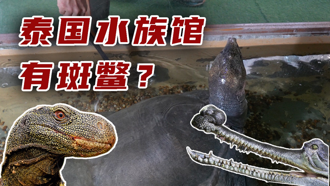 泰国水族馆有斑鳖？芭提雅怪物水族馆下篇！