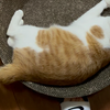猫咪失去双脚如何艰难生存！？操碎了老母亲的心