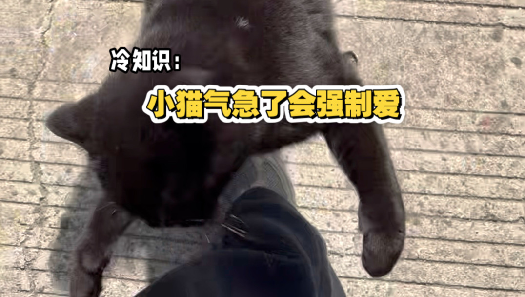冷知识：小猫气急了会强制爱