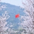 武汉晴川学院樱花盛开！绝美！